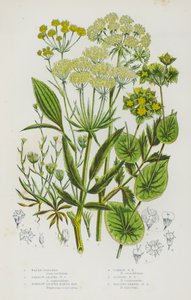 Flowering Plants of Great Britain: Water-Parsnep, Narrow-Leaved Water Parsnep, Narrow-Leaved Hares Ear, Common Hares Ear, Slender Hares Ear, Falcate-Leaved Hares Ear by English School