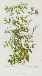 Flowering Plants of Great Britain: Water Mouse-Ear Chickweed, Broad-Leaved Mouse-Ear Chickweed, Narrow Leaved Mouse-Ear Chickweed, Little Mouse-Ear Chickweed, Four Cleft Mouse-Ear Chickweed, Field Chickweed, Hairy Alpine Chickweed by English School