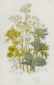 Flowering Plants of Great Britain: White Rot, Wood Sanicle, Sea Holly, Field Eryngo, Water Hemlock, Wild Celery by English School