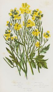 Wild Mustard, White Mustard, Common Mustard, Narrow Leaved Wall Mustard, Sand Mustard by English School