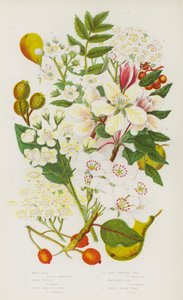 Flowering Plants of Great Britain: Wild Pear, Crab Apple, Wild Service Tree, True Service Tree, Mountain Ash, White Beam Tree by English School