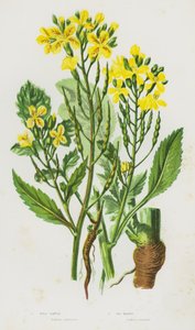 Flowering Plants of Great Britain: Wild Radish, Sea Radish by English School