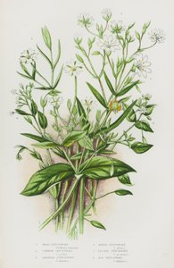 Wood Stitchwort, Common Chickweed, Greater Stitchwort, Marsh Stitchwort, Lesser Stitchwort, Bog Stitchwort by English School