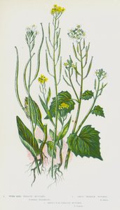 Flowering Plants of Great Britain: Worm-Seed Treacle Mustard, Garlic Treacle Mustard, Hare