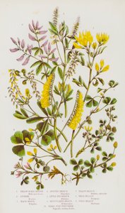 Yellow Sickle Medick, Lucerne, Black Medick, Spotted Medick, Little Bur Medick, Reticulated Medick, Birds Foot Fenugreek, Yellow Melilot, White Melilot, Field Melilot by English School
