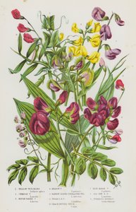 Flowering Plants of Great Britain: Yellow Vetchling, Crimson Vetchling, Rough Podded Vetchling, Meadow Vetchling, Narrow Leaved Everlasting Pea, Broad Leaved Everlasting Pea, Black Bitter Vetch, Blue Marsh Vetchling, Sea Side Everlasting Pea, Tuberous Bit