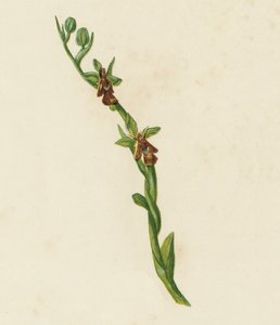 Fly Orchis, Ophrys Muscifera