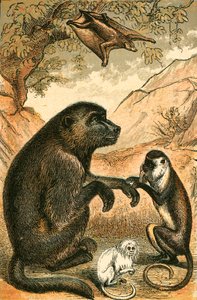 Flying Lemur, Baboon, Diana Monkey and Marmoset