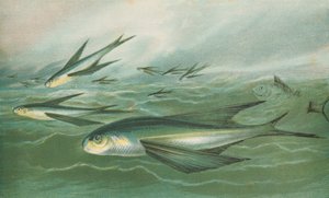 Flying Fish by English School