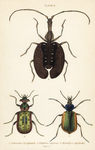 Forest caterpillar hunter, ground beetle, and violin beetle by English School