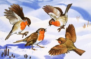 Four robins in the snow by English School