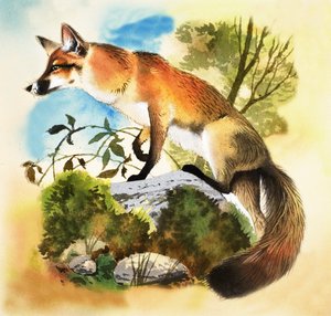 Fox
