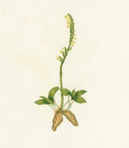 Fragrant Ladys Tresses, Neottia Spiralis