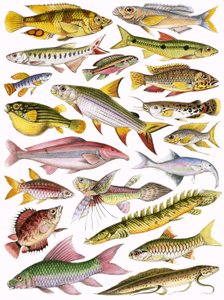Fresh-water Fishes of the Empire - African