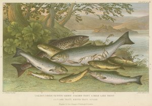 Freshwater fish by English School