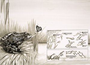 Frog Catching Butterfly, Including Life-Cycle of the Frog