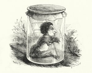 Frog in a jar by English School