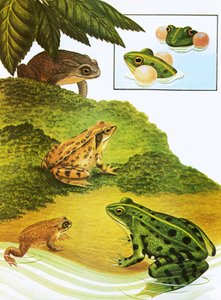 Frogs and toads