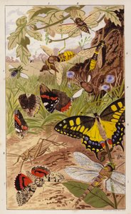 Frontispiece for Insects at Home by J G Wood