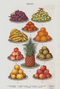 Fruit by English School