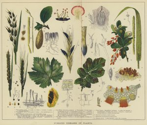Fungoid Diseases of Plants by English School