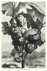Galls of Cynips Terminalis by English School