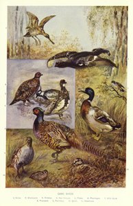 Game Birds by English School