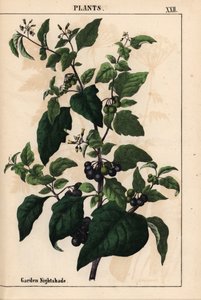 Garden or black nightshade with black berries Solanum nigrum, from 