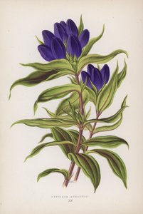Gentiana Andrewsii by English School