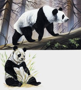 Giant Panda