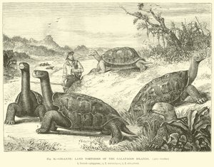 Gigantic Land Tortoises of the Galapagos Islands