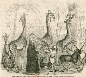 Giraffes and their Nubian attendants at the Surrey Zoological Gardens, London