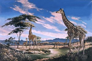Giraffes in Africa