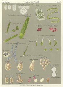 Gloeocapsa, Yeast by English School