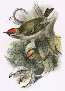 Goldcrest and Firecrest by English School