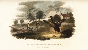 Golden-winged trumpeter running to greet Vosmaer when he steps on shore