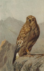 Golden Eagle