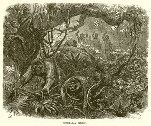Gorilla Hunt by English School