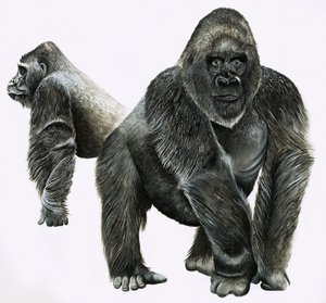 Gorillas by English School