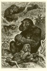 Gorillas at Home by English School