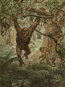 Gorillas at Home by English School