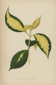 Graptophyllum Pictum by English School