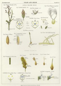 Grass and Sedge by English School