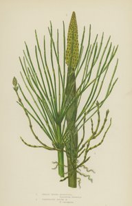 Great Water-Horsetail, Variegated Rough Horsetail