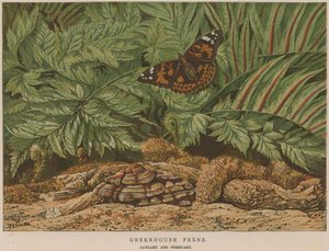 Greenhouse Ferns