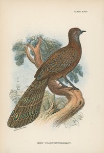 Grey Peacock-Pheasant by English School