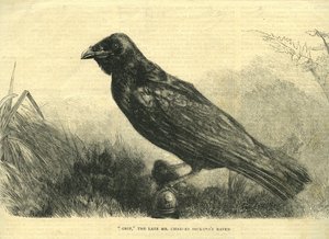 Grip, the Pet Raven of Charles Dickens
