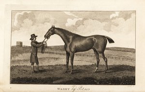 Groom with thoroughbred racehorse Waxey by English School