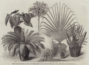 Group of Rare Plants at the Late International Horticultural Exhibition, South Kensington by English School