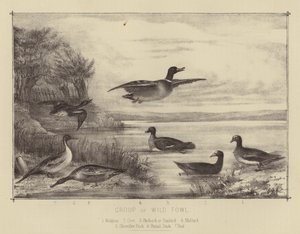 Group of Wild Fowl by English School